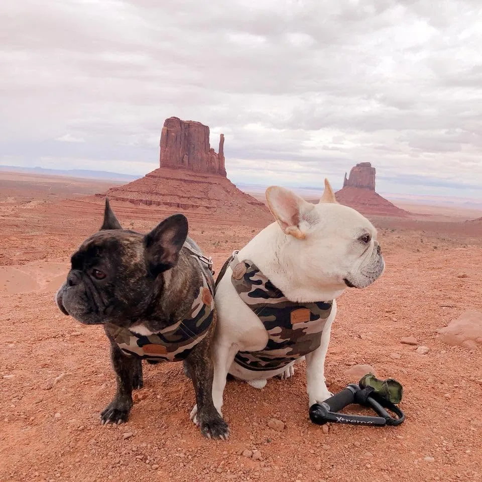 Porco, a brindle French bulldog, and Matsu, a cream French bulldog, in camouflage harnesses in Monument Valley